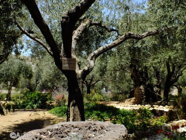 Jerusalén, Huerto de los Olivos
